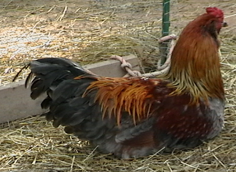 Americana Rooster Picture