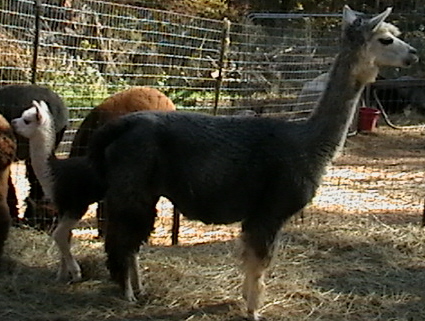alpaca Tipper with cria