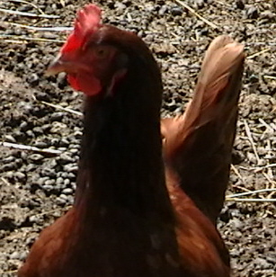 Rhode Island Red Hen