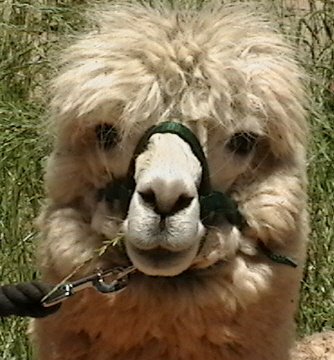 Misha-white-alpaca