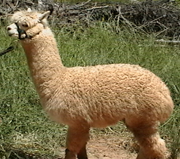 Misha-huacaya-alpaca
