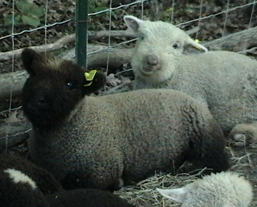 babydoll sheep1