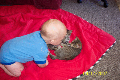 Joey pouncing kitties!