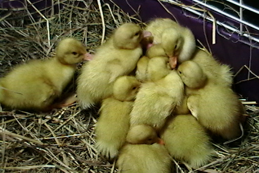 Baby Ducks - pekin ducklings