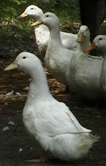 Pekin Ducks for sale