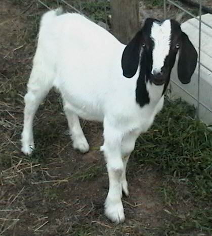 Gus Boer Goat