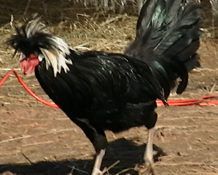 Bantam Polish Rooster