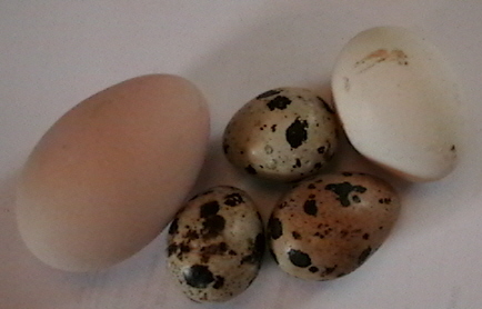 chicken Eggs - quail eggs