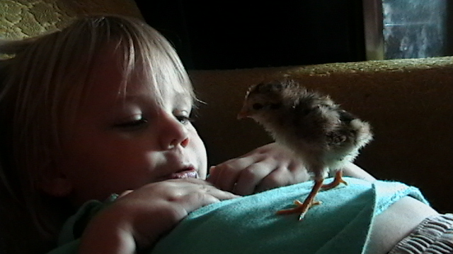 joey and day old chick